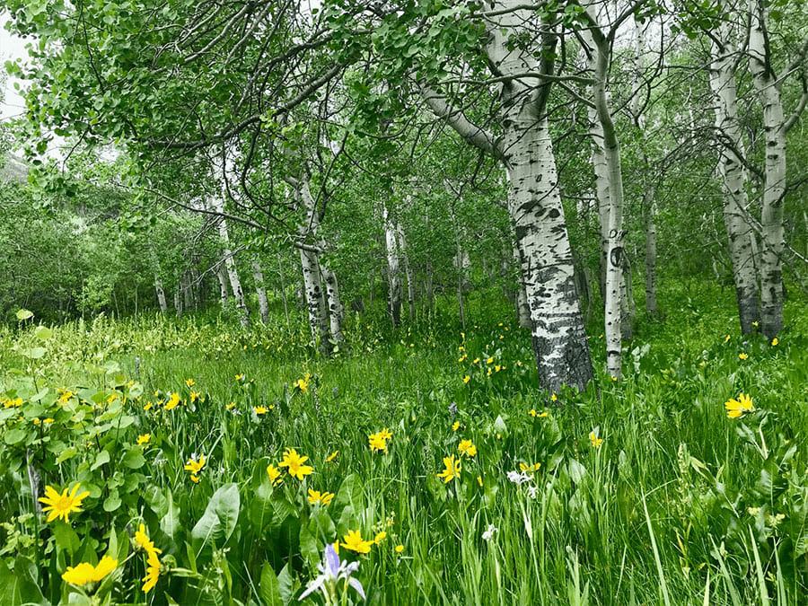 aspen grove with yellow flowers
