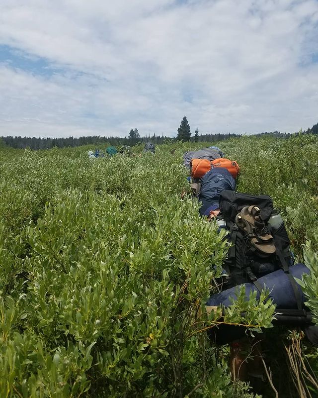 A line of people with tall, 40- to 60-liter backpacks walks away fromt he camera into dense, green brush that's as tall as they are.