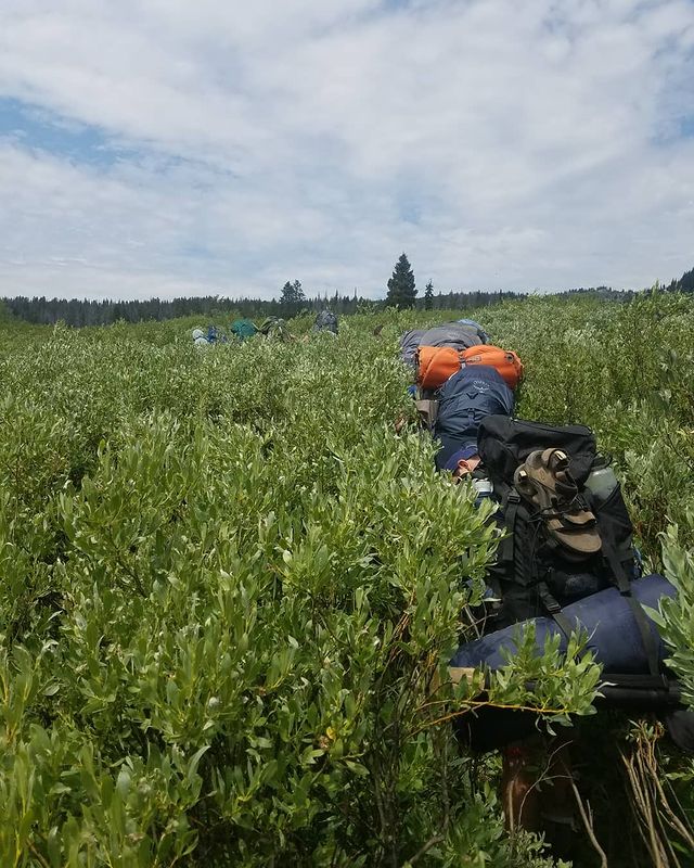 A line of people with tall, 40- to 60-liter backpacks walks away fromt he camera into dense, green brush that's as tall as they are.