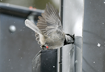 chickadee feeding