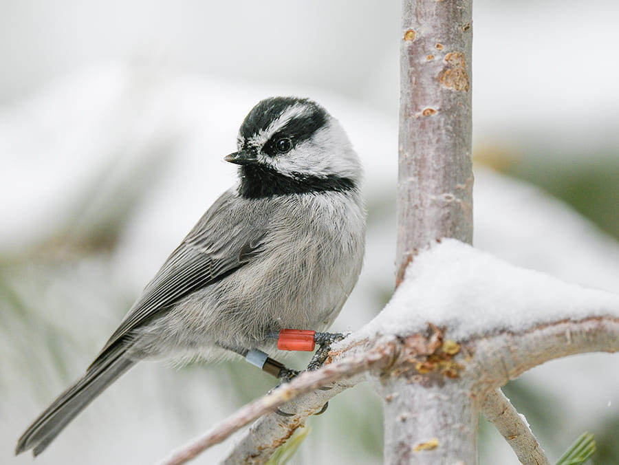 mountain chickadee on a branch