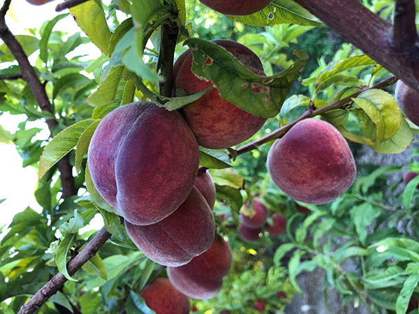 Peaches growing on a tree. 