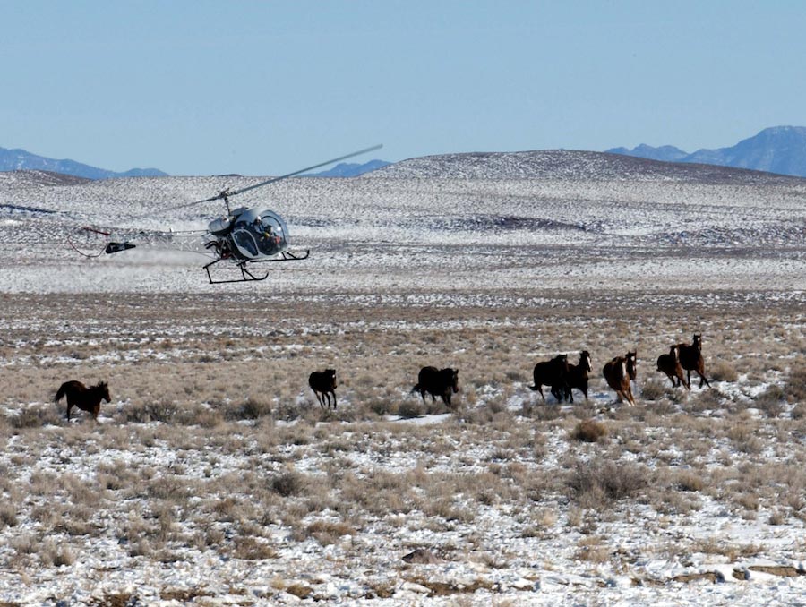Bureau of Land Management personnel use a helicopter to herd a group of wild horses.