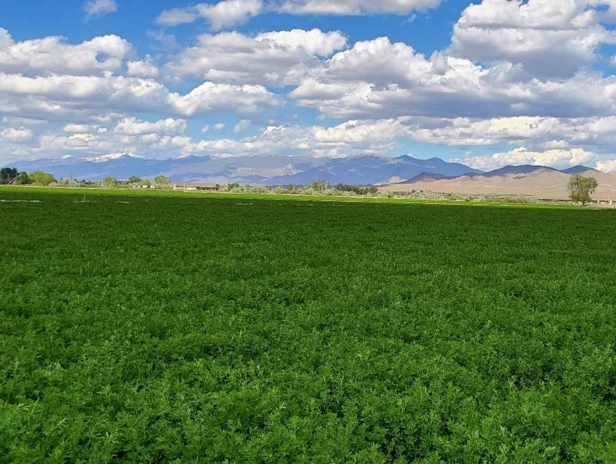 Field of alfalfa plants. 