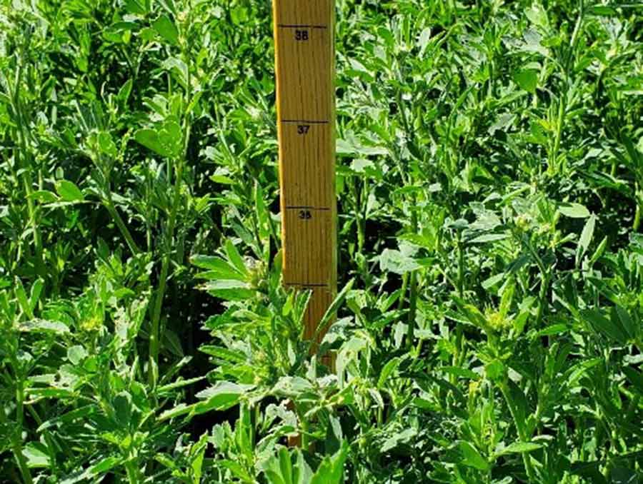 Measuring stick in alfalfa plants.