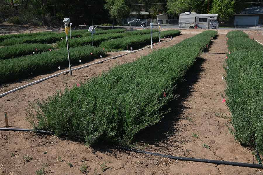 Alfalfa growing in rows.