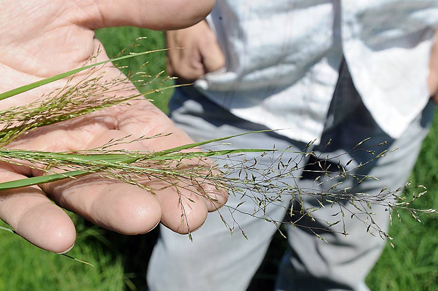 Strands of teff being held in hand.