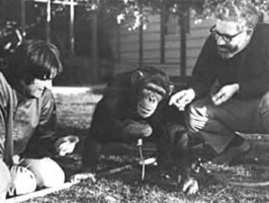 Psychology professors Trixie and Allen Gardner with Washoe the chimp