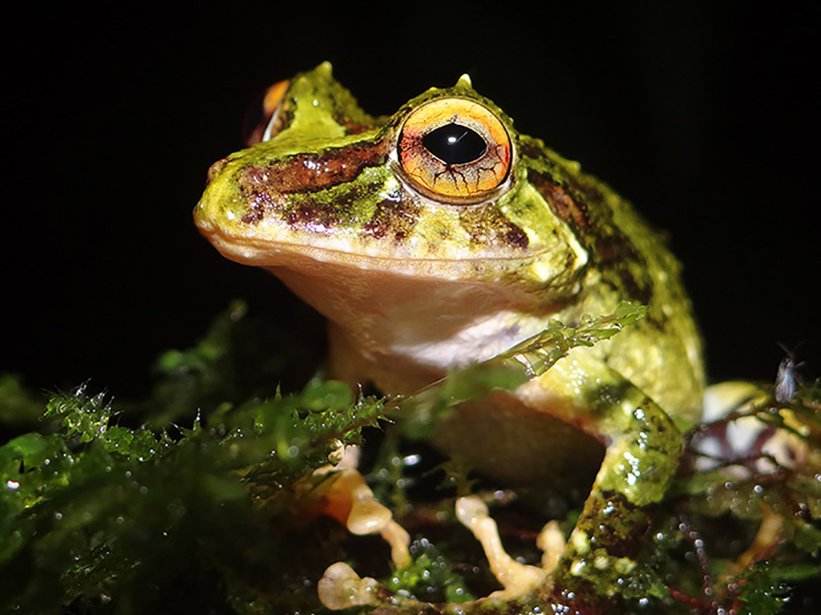 little green frog