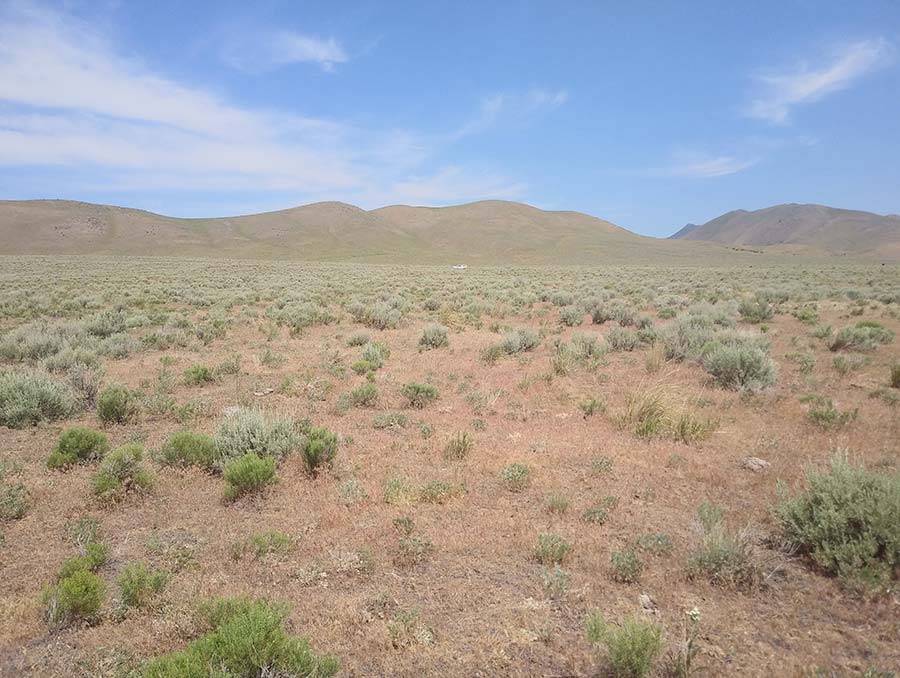 Desert rangeland with scattered cheatgrass plants. 