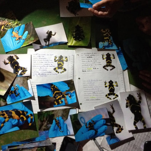 Photos and drawings of black and yellow frogs and fieldwork notes are scattered over leaves on the ground.