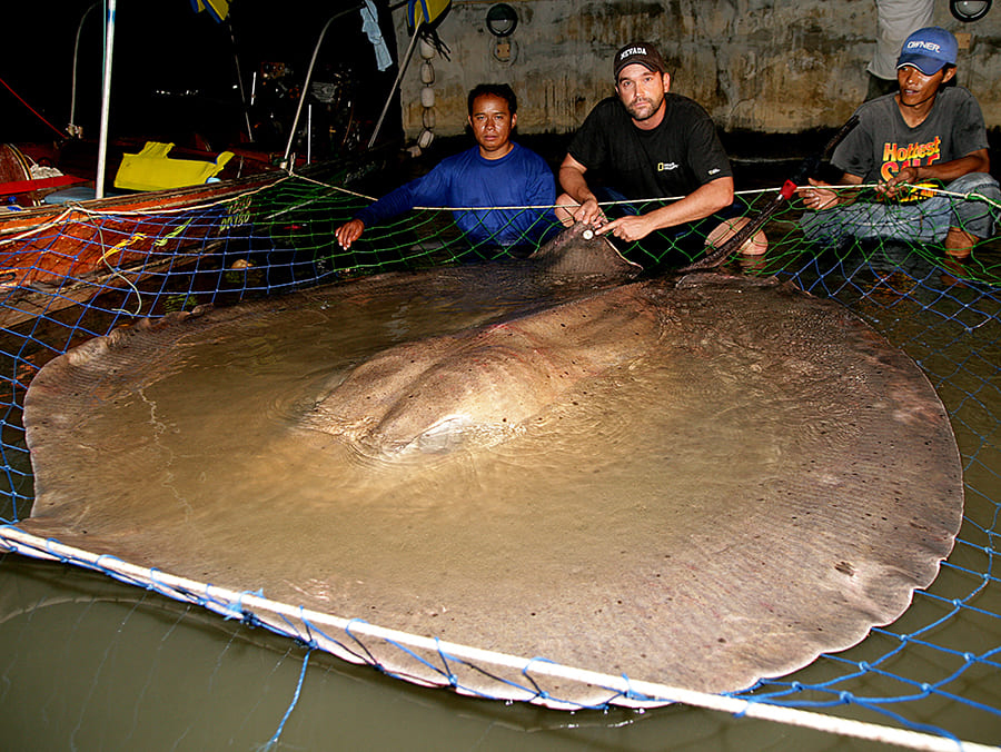 Zeb Hogan with giant stingray in river