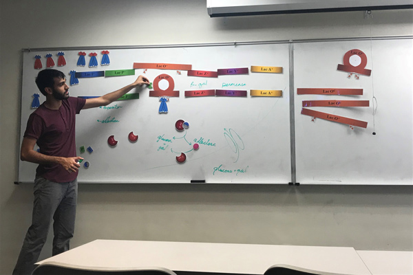A man stands at a whiteboard with colorful, labeled magnetic strips describing a biological process.