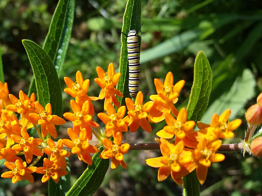 monarch caterpillar on milkweed leaf