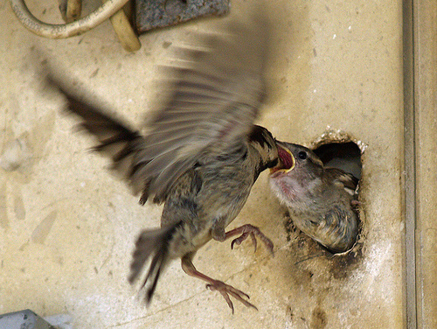 A House Sparrow feeding her chick.