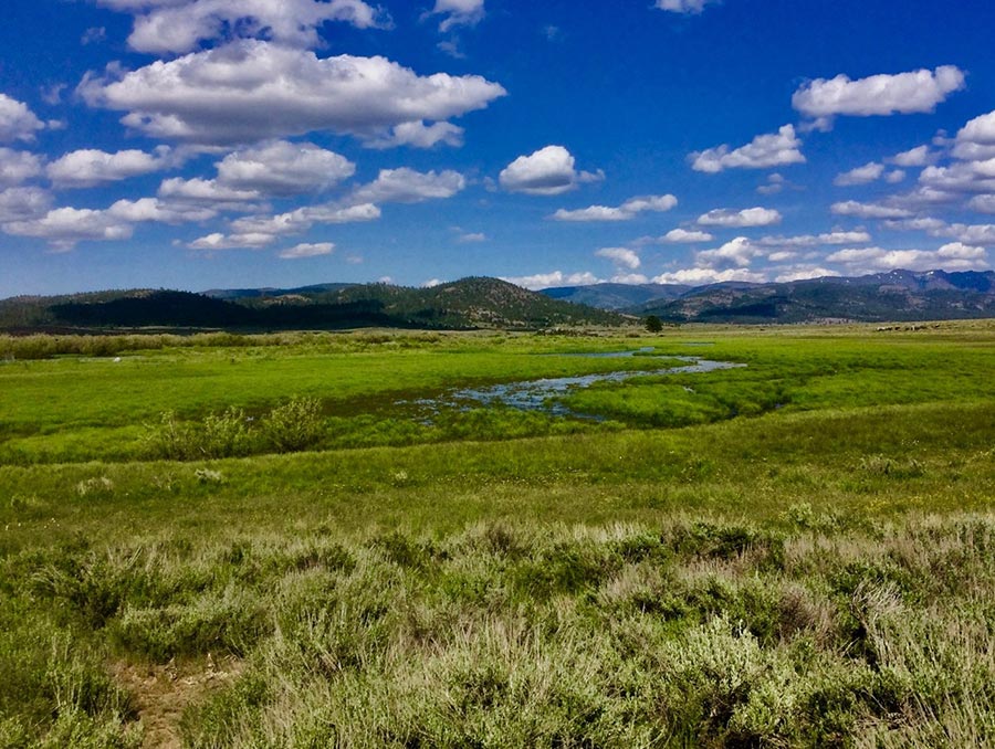 A green meadow under a blue sky.