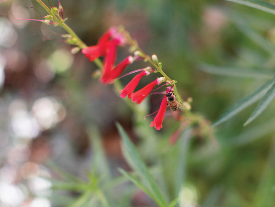 A honeybee crawls on a long, tubular red flower on a stalk of flowers.