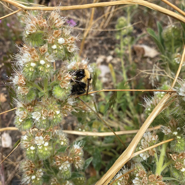 A bumblebee crawls on a fuzzy white and green plant.