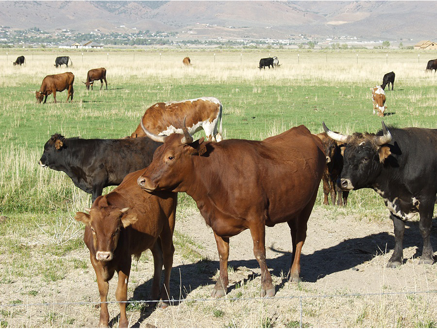 A herd of cattle grazing fields on a ranch in Nevada.