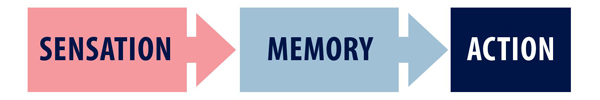 A linear model with arrows between the first and second box and the second and third box. The boxes read, "Sensation," "Memory," and "Action."