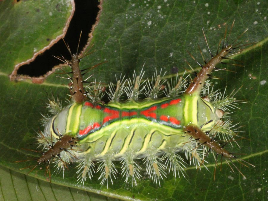 A bright green caterpillar with red spots marking an "X" across its back sits on a leaf.