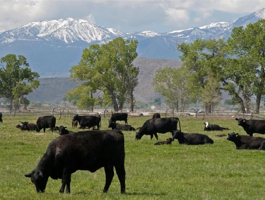 Cattle grazing in a field.