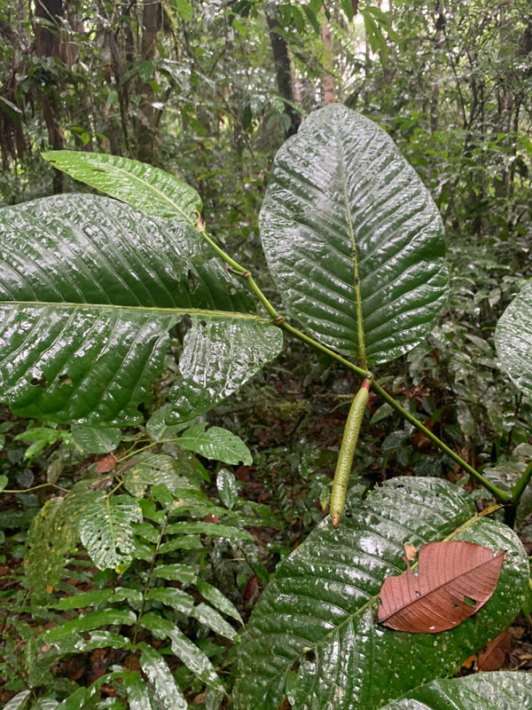 Photo of wild Piper plant