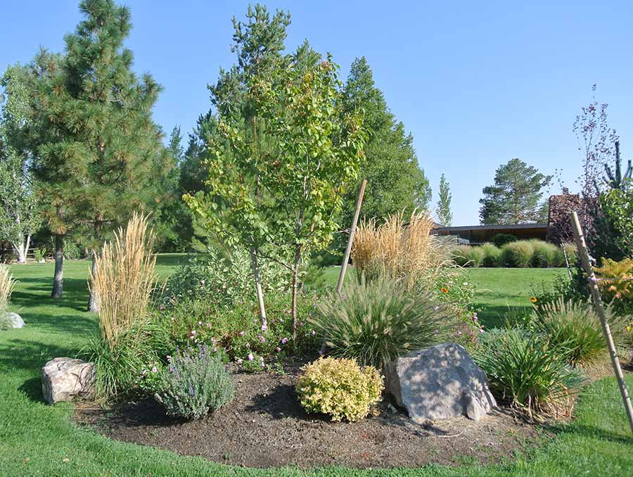 Pruned northern Nevada plants. 