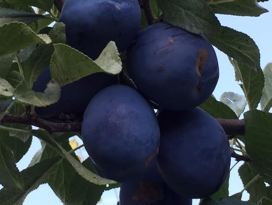 A bunch of purple plums growing on a tree. 