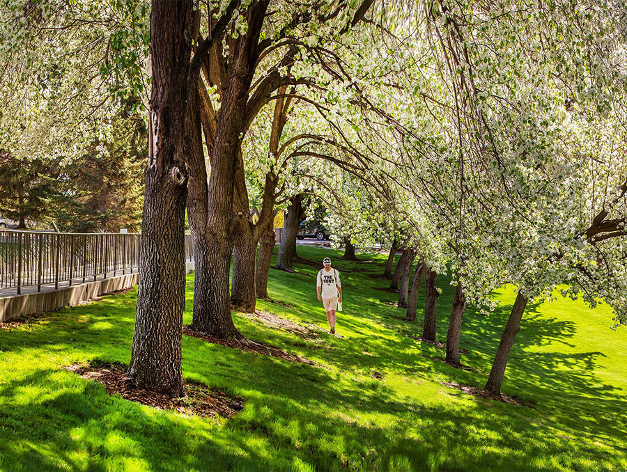 Student walking along grass hill with trees