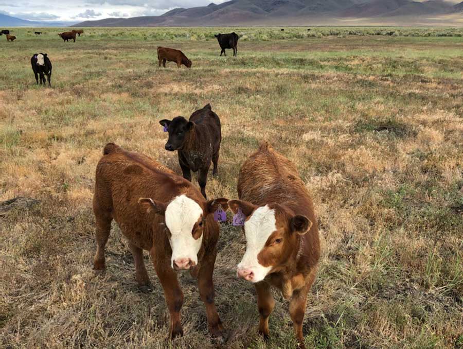 Cows of different colors grazing in a green field. 