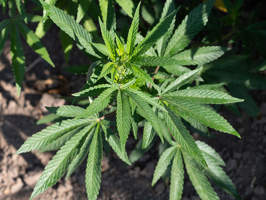 Hemp plant growing in soil. 