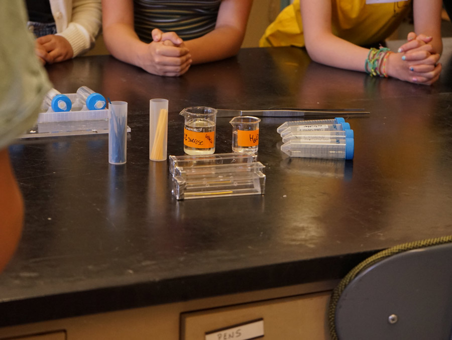 Students gather around a black workbench with their hands folded. The workbench has beakers and plastic tubes with bees and blue and yellow paper strips in them. The beakers have sucrose and water labels on them.