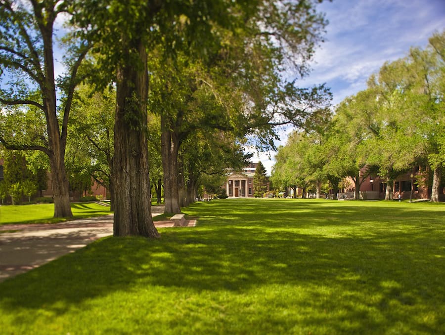 A north facing shot of the Quad with a tree on the left-hand side and the Mackay Mines building in the background. 