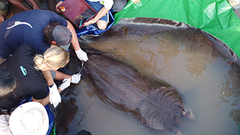 acoustic tag being placed on stingray
