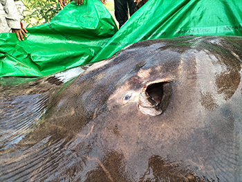 close up of stingray