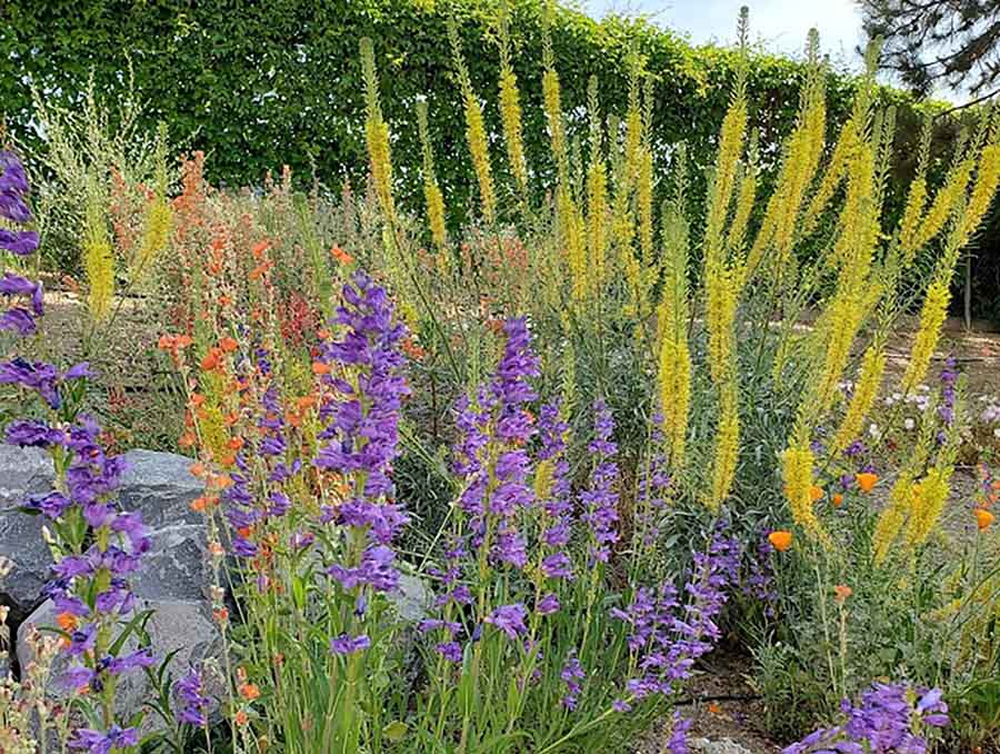 Multi-colored plants planted in a garden.