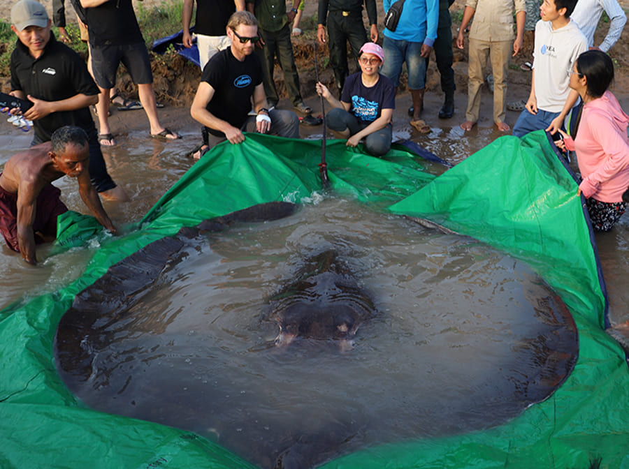 giant stingray tag and release