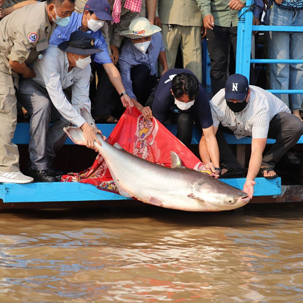 A group of men lean over the edge of a floating house to lower a Giant Mekong Catfish into the lake. The fish is about 5 feet long.