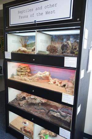 A stack of terrariums holds snakes, beetles and lizards. A sign states the terrariums contain "Reptiles and other Fauna of the West"