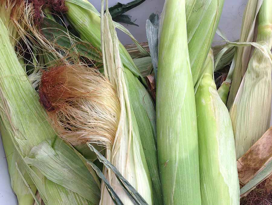 Corn in husks. 