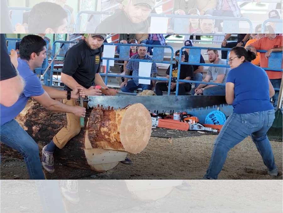 Chuck sits on a log as his two Nevada Loggers teammates work together to saw it in half using a crosscut saw.