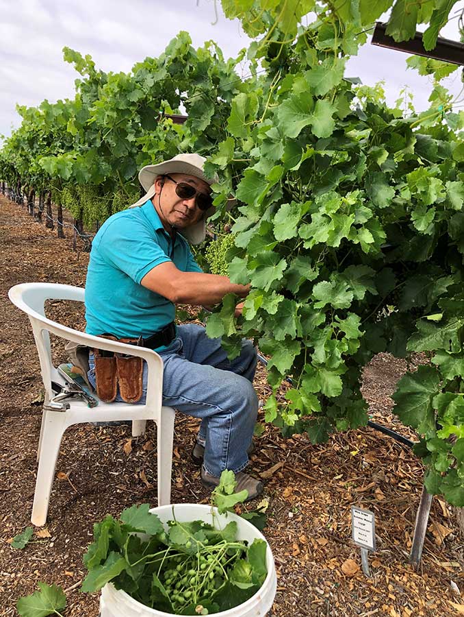 Someone wearing a gardening hat and sitting in a white plastic patio chair working with grapevines.