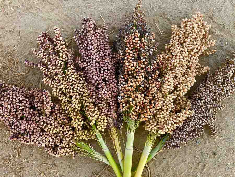 A bouquet of different colored sorghum plants. 
