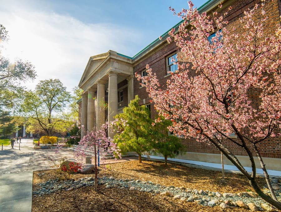 Cherry blossoms blooming outside of the Thompson Building