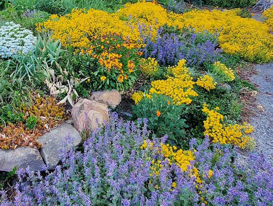  A garden full of colorful flowers.