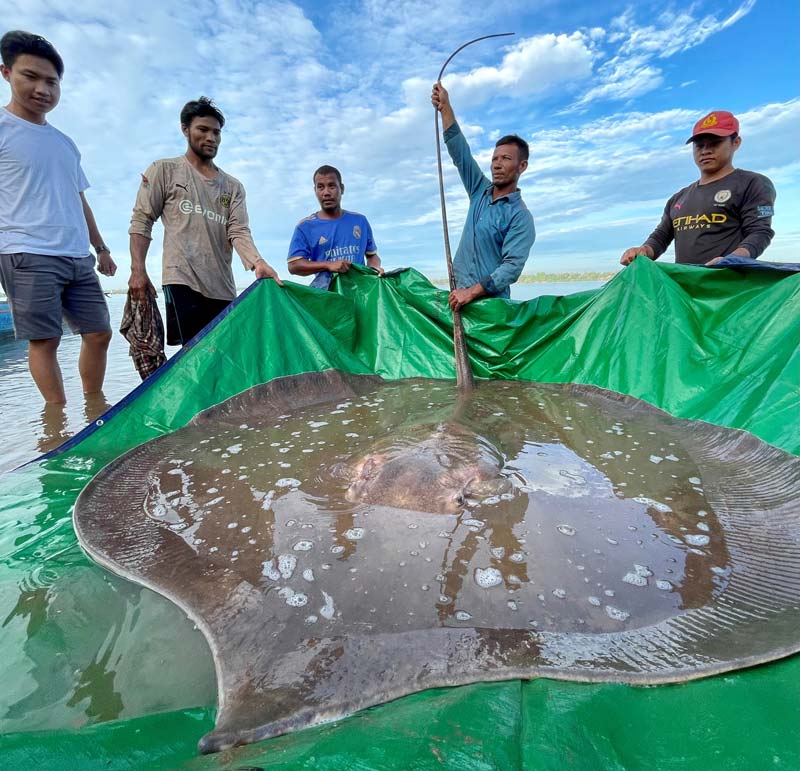 stingray ready for release