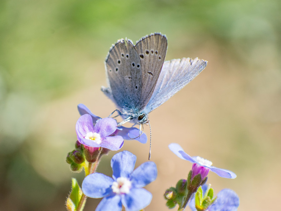 A butterfly with blue wings sits on a blue flower with a blurred background.