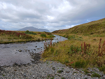 Morris Cove stream