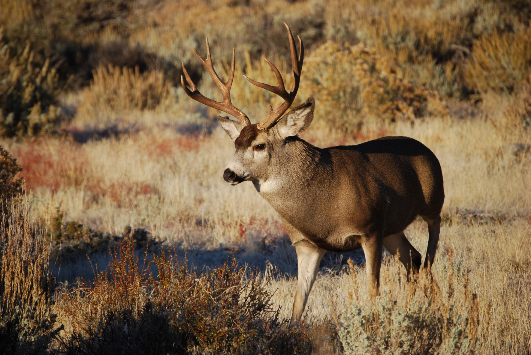 A  five-point mule deer buck on a Nevada range in fall.